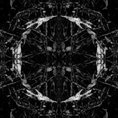 D-Stort - Divisa anima