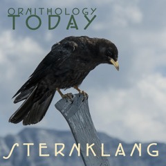 Kaier Og Kråker (Jackdaws & Crows)v.1