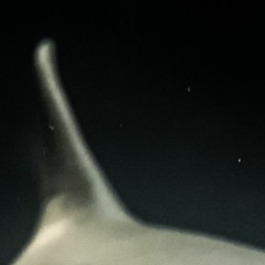 siarcod_211129