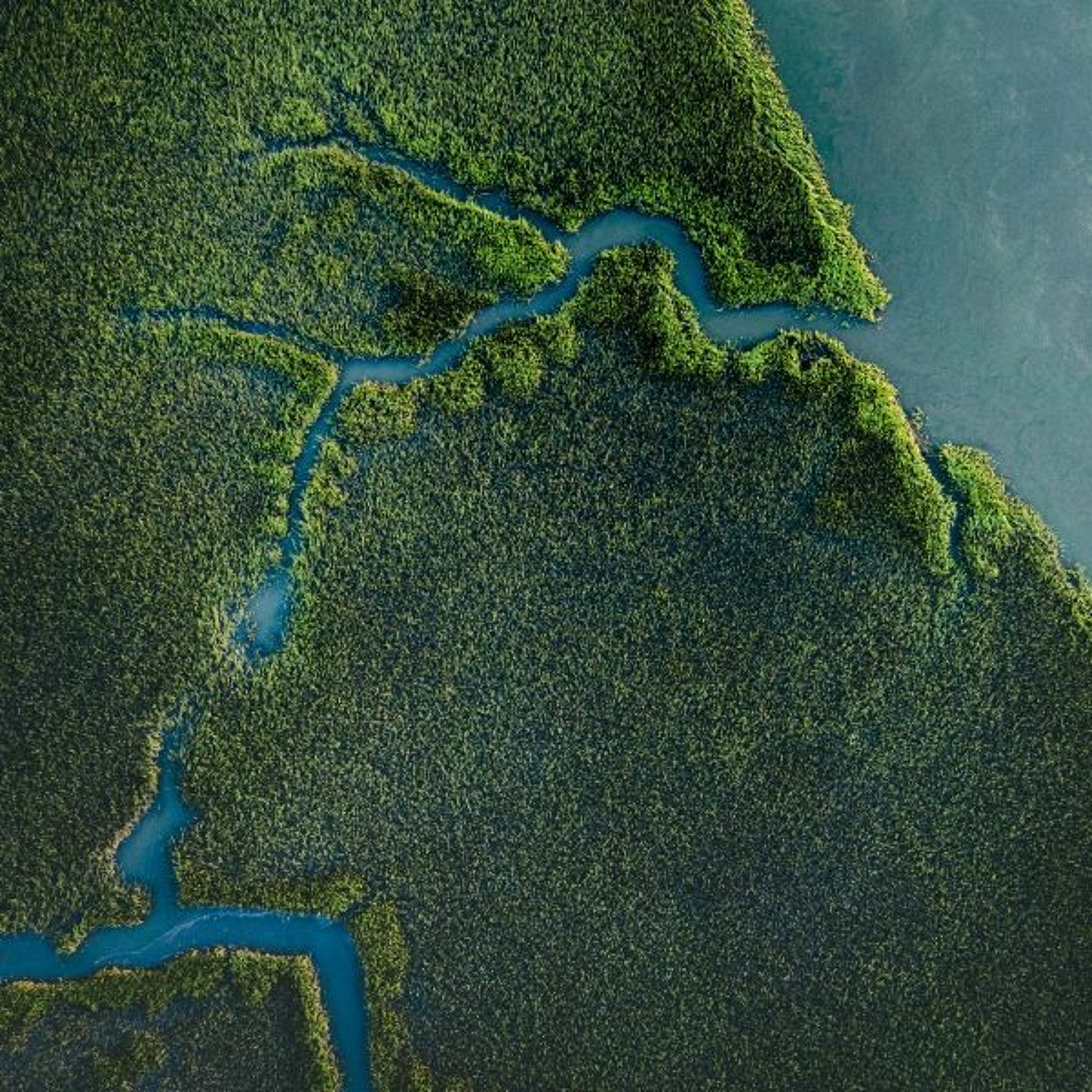The Distributary River episode artwork