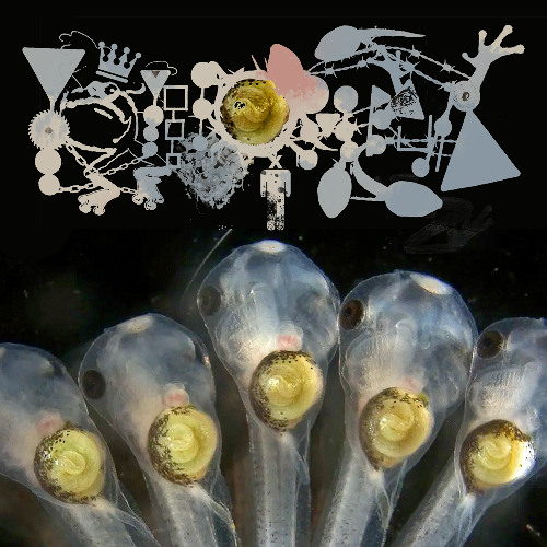 Litre of Dried Shrimp in the Freezer to be Microwaved For the Aroma and then to Flood the Mouth Until the Cheeks Sting From Expa