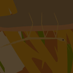 Stick Bug