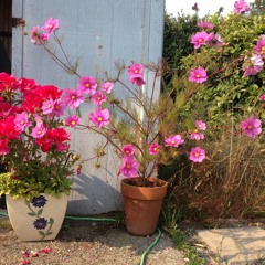 forest caves + funky puppy - technicolour dream