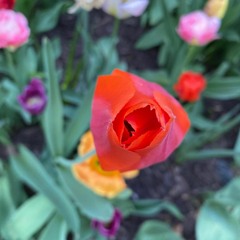 Blossomore (Spring 2022) [Explicit]