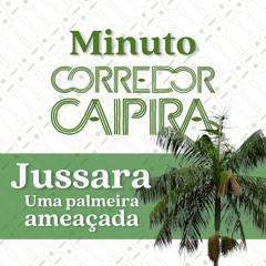 Jussara: uma importante palmeira da Mata Atlântica | Minuto Corredor Caipira