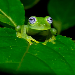 Sleepy Frogs