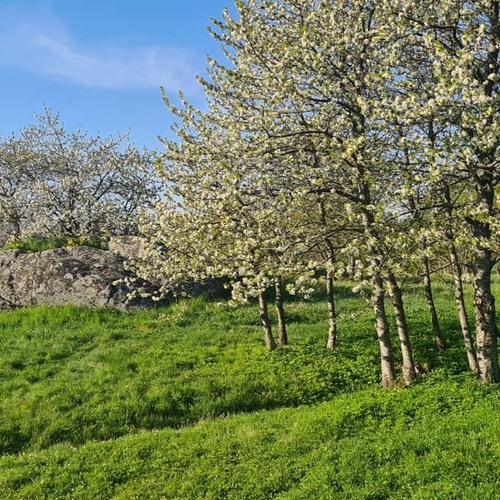 Barnmenuett (by Elfrida Andreé)