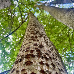 In- and outside trees