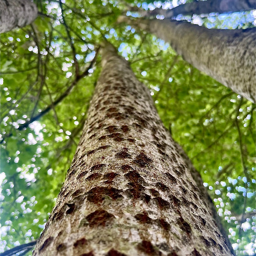 In- and outside trees