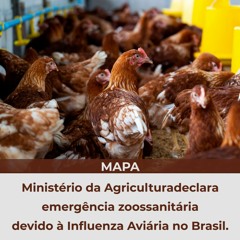 Ministério da Agricultura declara emergência zoossanitária devido à Influenza Aviária no Brasil.