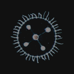 Kyoto (feat. Duda Raupp)