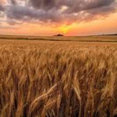 Harvest Winds (original)