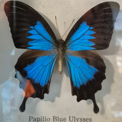 Papilio Blue Ulysses