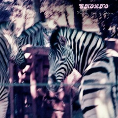 SHOLTO - For The Love Of Stripes