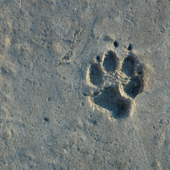 On the ground