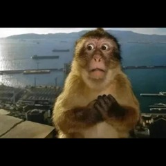 Qimp- DELİSİN  STÜDYO (tagsız)