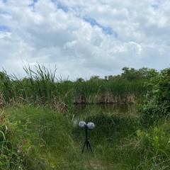 220501 ·  Aransas Wild Life Refuge · Texas · A windy afternoon