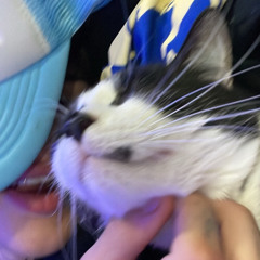 PrettyKute (OG version,Leak)