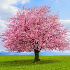 240129 Colori Della Primavera