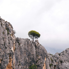 New Path Perspective Blog: A Pondering on Perseverance