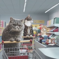 cats LOVE THIS Sainsbury's