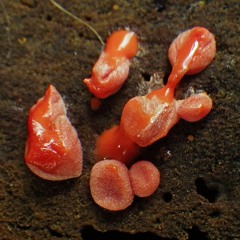 DARK CLOUDS - Choose  ( kortere uitvoering )