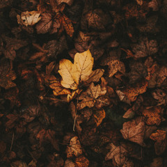 Last Leaves of Autumn (Slowed & Reverbed)