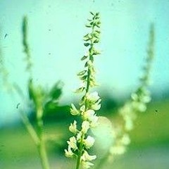 Floare albă de sulfină - Lavinia Goste și Marius Zorilă