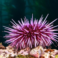 Three Man Weave (Official Instrumental)