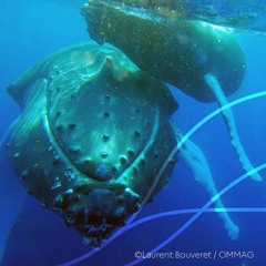 Le chant de la Baleine à bosse (Megaptera novaeangliae)