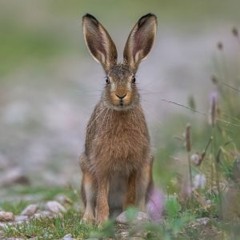 Deryn Oliver Extract from Hesper The Hare by Laura Timberley