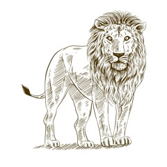 lion