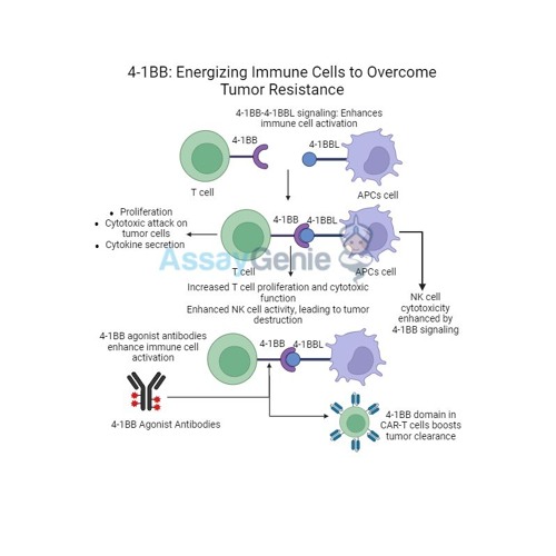 Stream episode 4 - 1BB Energizing Immune Cells To Overcome Tumor ...