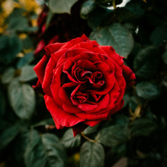 Roses
