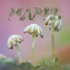 𝖕𝖗𝖊𝖒𝖎𝖊𝖗𝖊#102 📢 Mabel - Land Eel [Nehza Records]