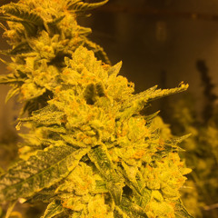 KINGZAY ft. Y NOT - WHAT IT IS