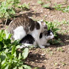 THIS IS RAP (PROD. DAVIS SAVAGE)