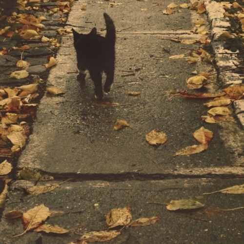 autumn 🍂
