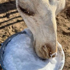 شدو بدو قلبي عن ديار قلبك .