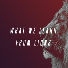 What We Learn From Lions