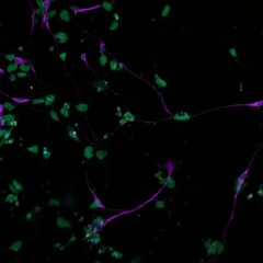 Solitude - ("Seed Improv 2")