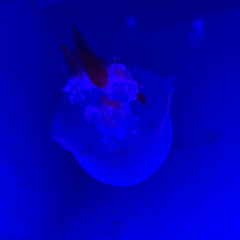 Post Malone - Chemical (Pure Rumorz Edit)