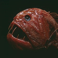 Weird Fishes/Arpeggi (Radiohead)- Cover by Sofia Roma