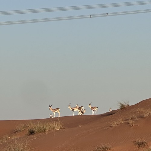 صدوف الزمن ~ هادي بن جابر
