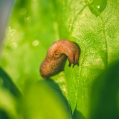 Slug