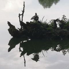 Borders (Kalandra Vocoder Cover)