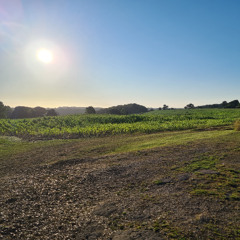 Symphonic Poem 1: The Green Pastures of England and Normandy, Part 2