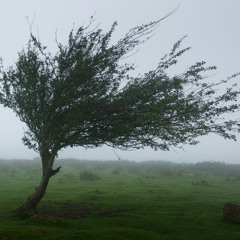 whisper winds