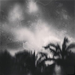 Palm Trees Would Be The Last Thing The Missing Bride Would See