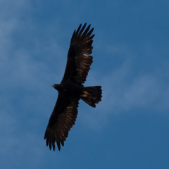 Episode 198 Raptor Migration Field Trip
